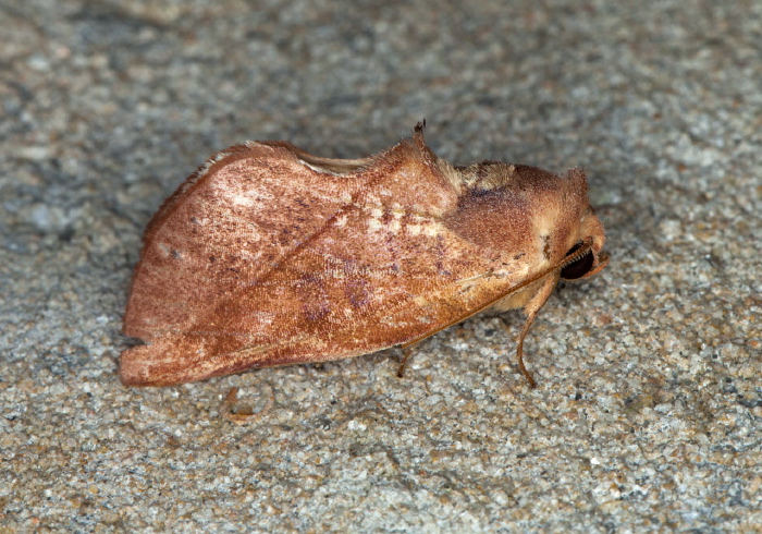 Apela divisa Notodontidae