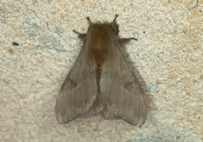 Hylesia murex Saturniidae