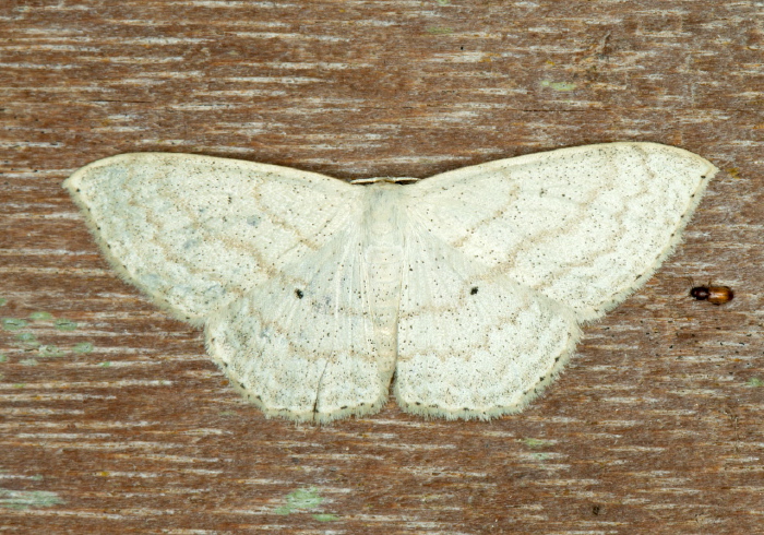 Scopula napariata napariata Geometridae