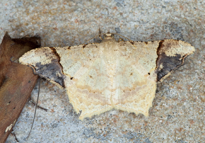 Macaria gambarina Geometridae