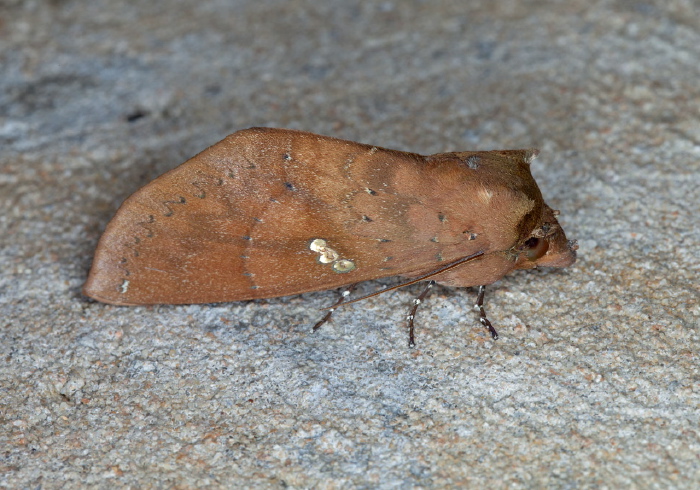 Hapigia raatzi raatzi Notodontidae