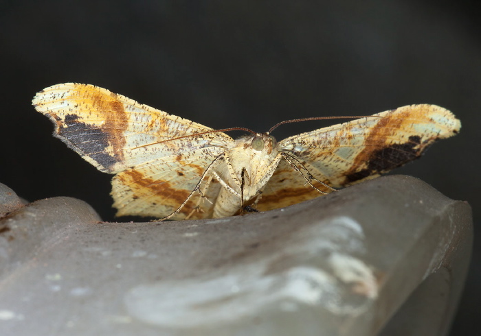 Macaria gambarina Geometridae