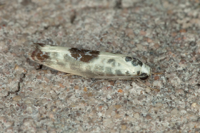 Ethmia elutella Depressariidae