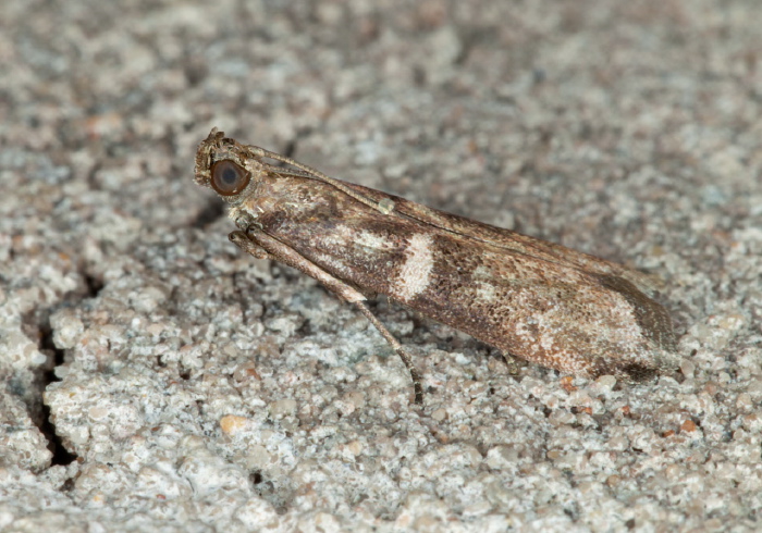   Pyralidae