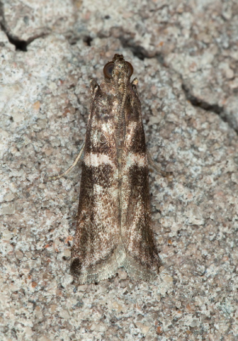   Pyralidae