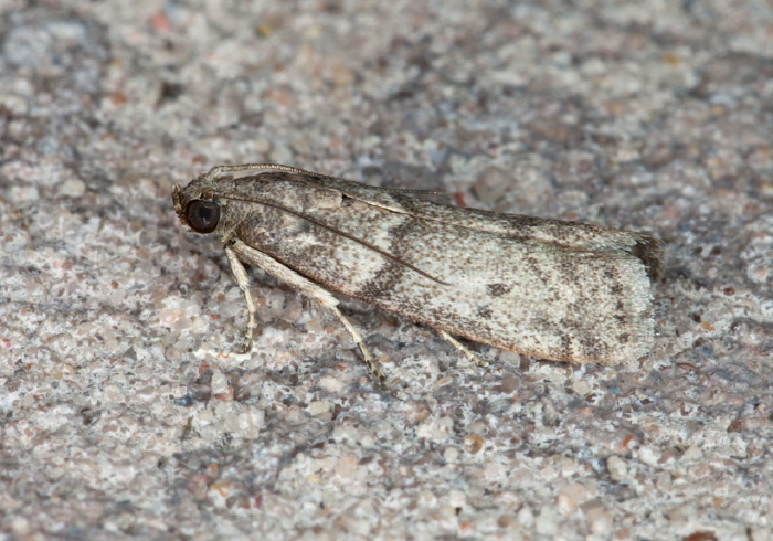 Cadra sp. Pyralidae