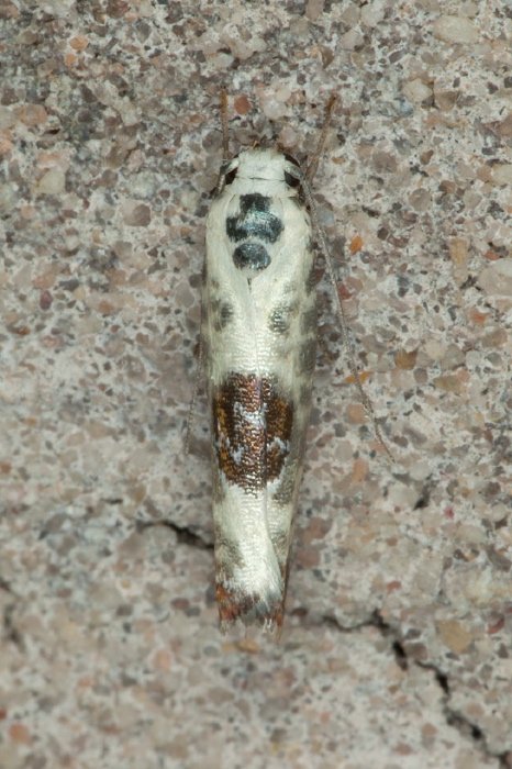 Ethmia elutella Depressariidae