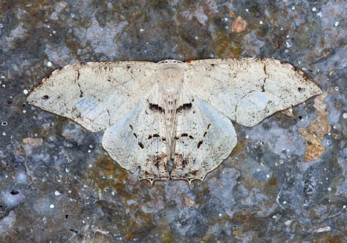 Syngria druidaria Uraniidae