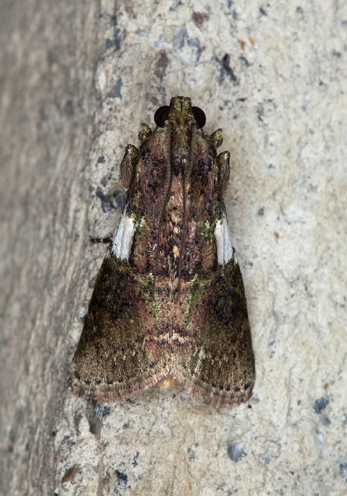 Accinctapubes albifasciata Pyralidae