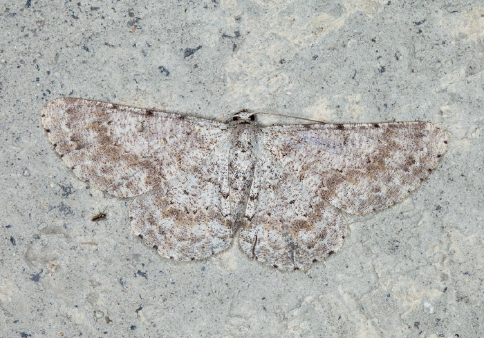 Glena totana Geometridae