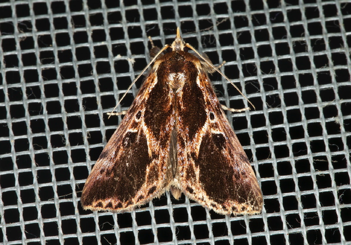 Coeriana malonia Erebidae