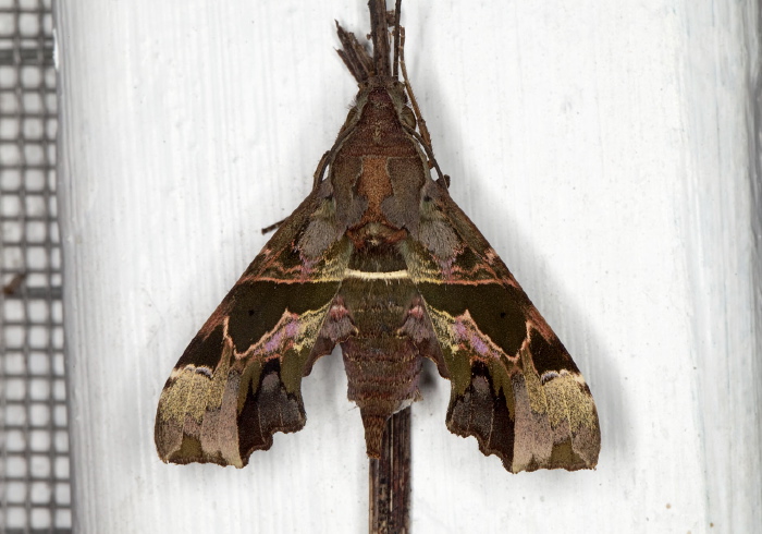 Unzela japix Springidae