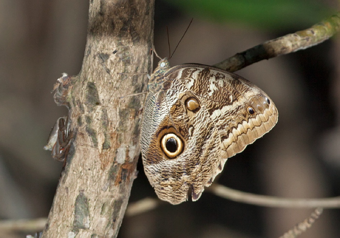 Caligo illioneus? Nymphalidae