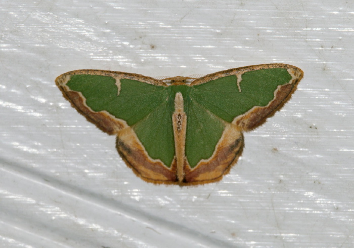 Oospila venezuelata? Geometridae