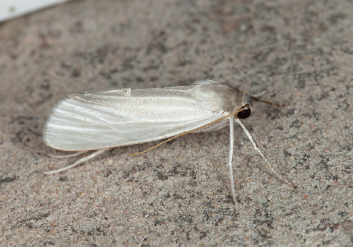   Erebidae