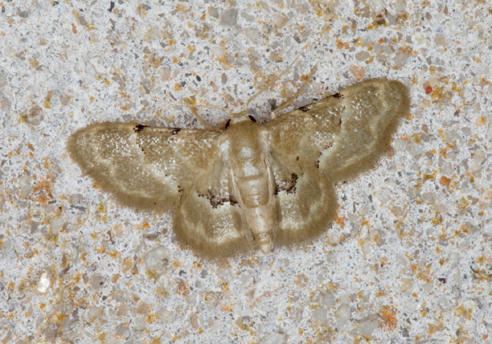 Idaea vagula Geometridae