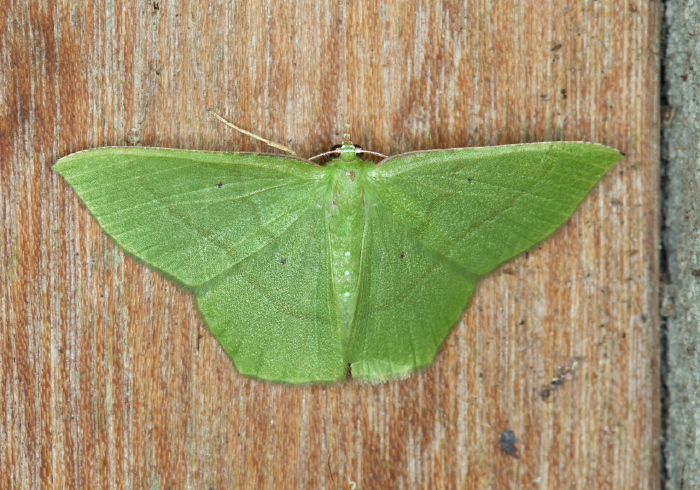 Phrudocentra pupillata Geometridae