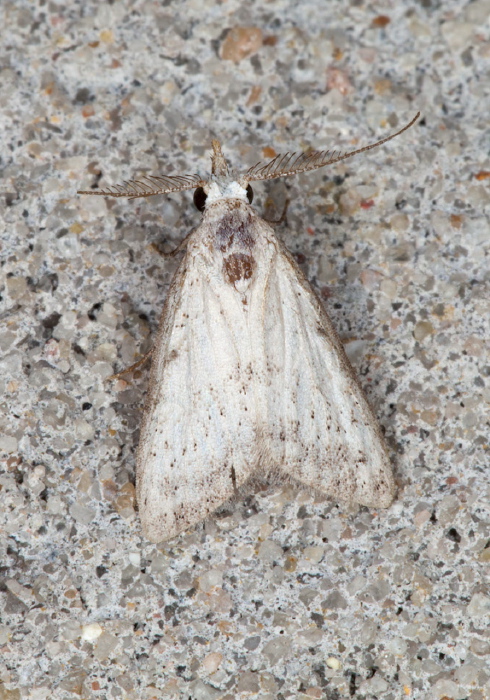 Nola apera Nolidae