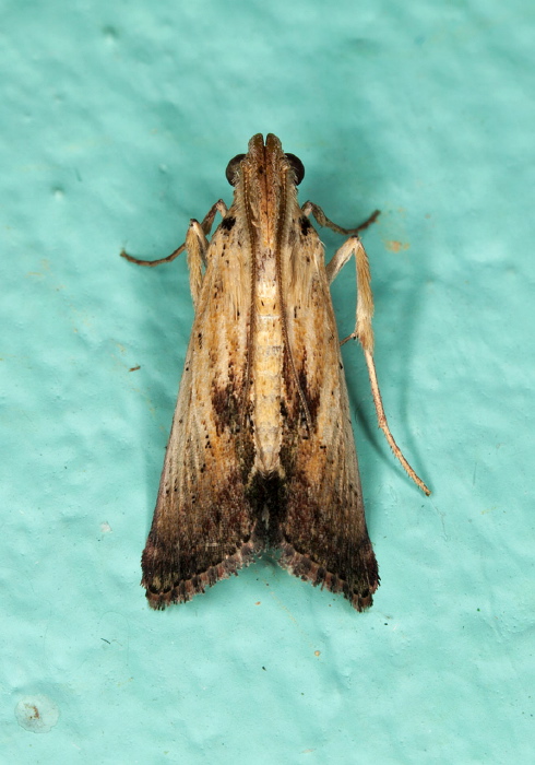   Pyralidae