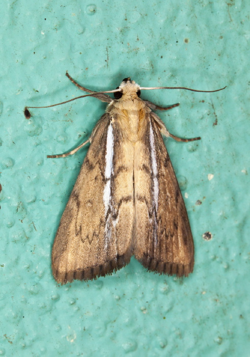   Crambidae