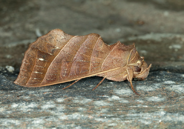 Antaea juturna Notodontidae