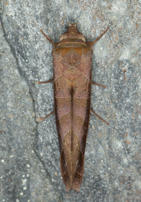 Antaea juturna Notodontidae