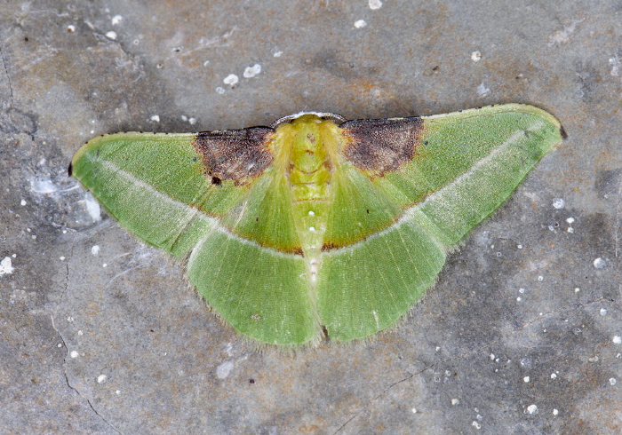 Tachyphyle basiplaga Geometridae