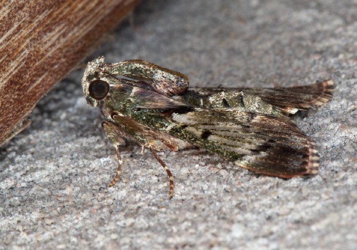 Macalla thyrsisalis Pyralidae