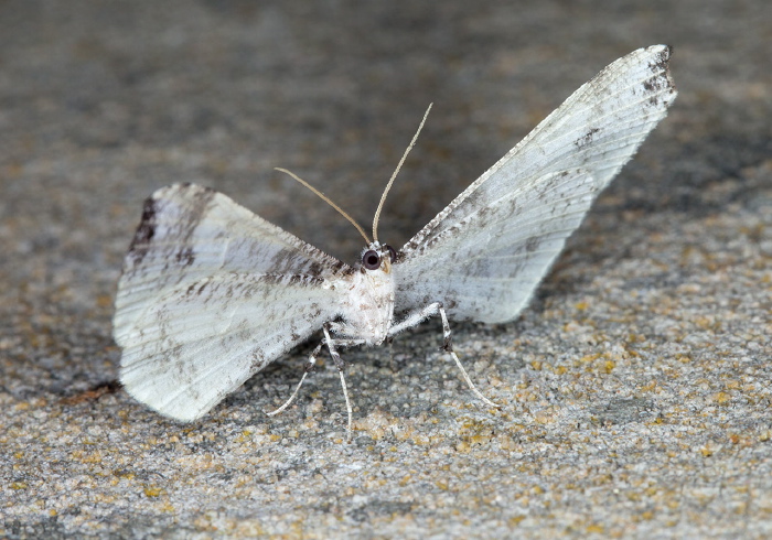 Macrosoma ustrinaria Hedylidae