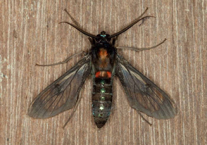 Cosmosoma melathoracia Erebidae