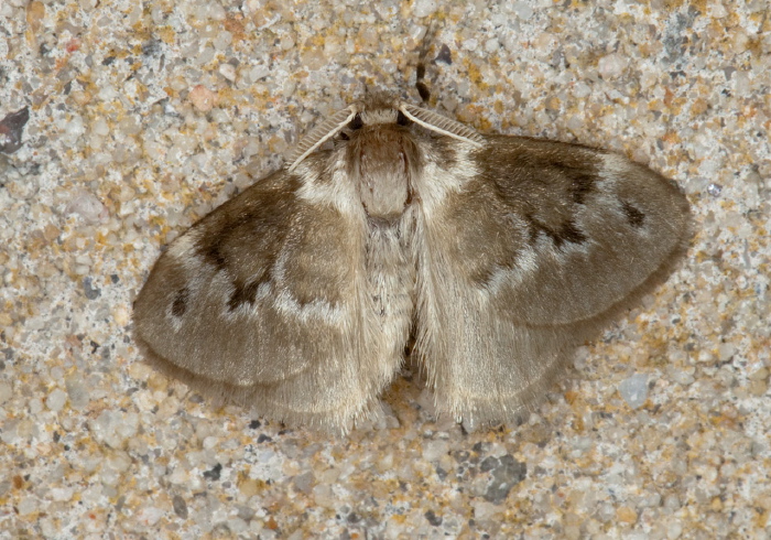 Megalopyge sp. Megalopygidae