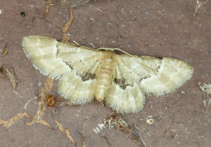 Idaea vagula Geometridae