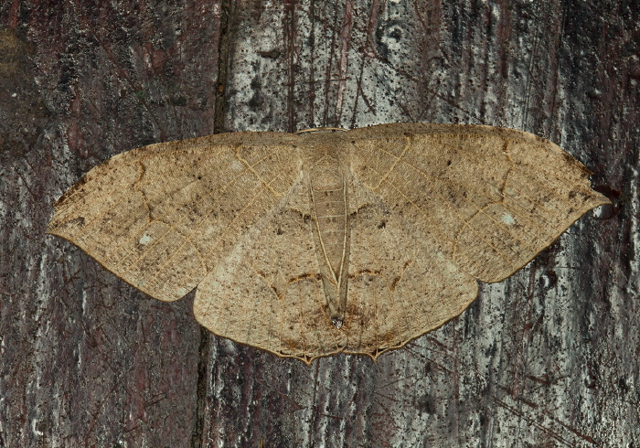 Syngria druidaria Uraniidae