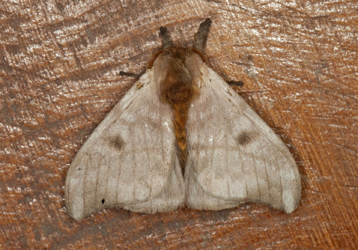 Hylesia indurata Saturniidae