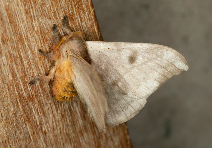 Hylesia indurata Saturniidae