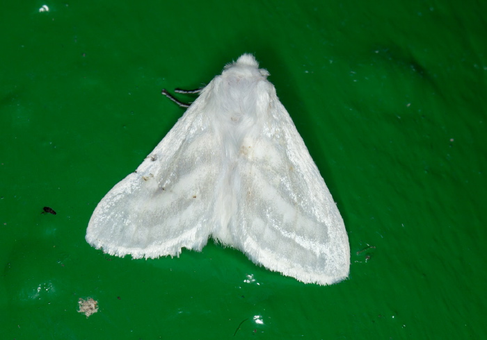 Macara nigripes Megalopygidae