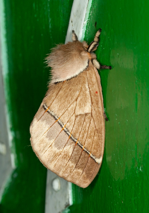 Pseudodirphia eumedide Saturniidae