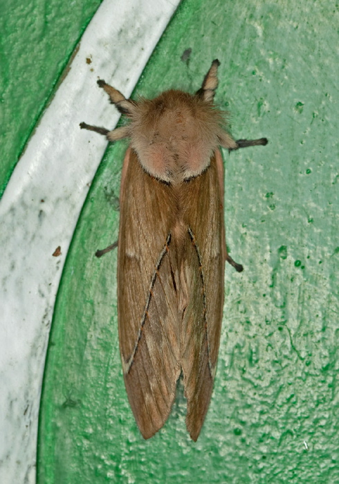 Pseudodirphia eumedide Saturniidae