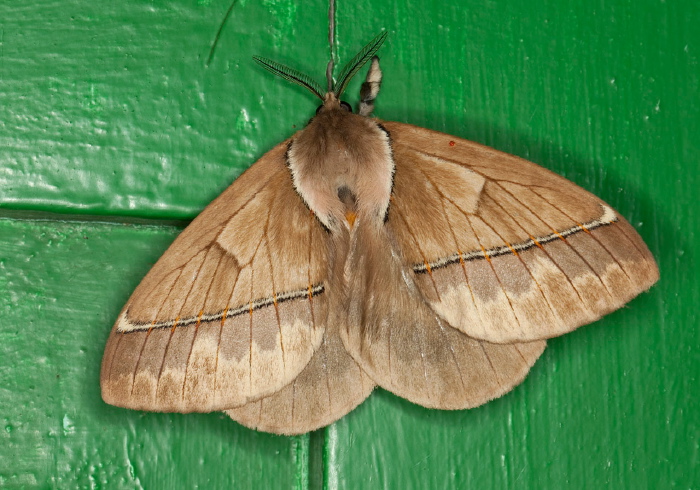 Pseudodirphia eumedide Saturniidae