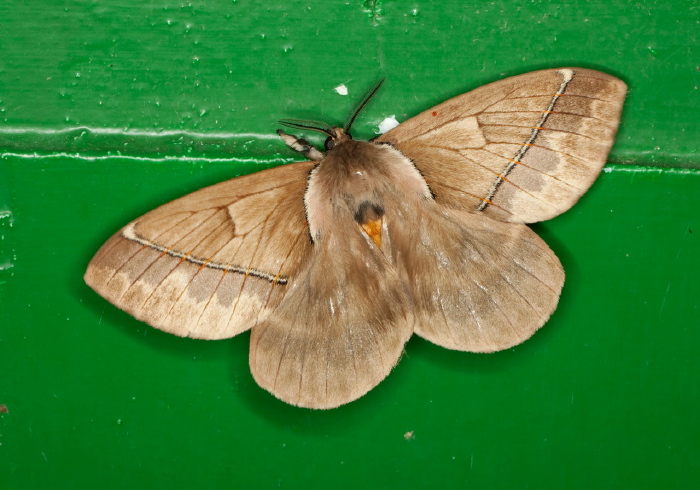 Pseudodirphia eumedide Saturniidae