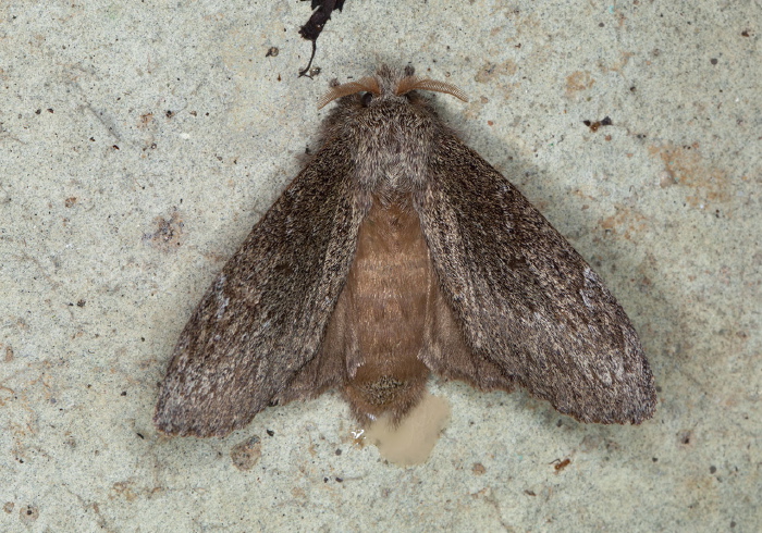 Euglyphis marissima? Lasiocampidae