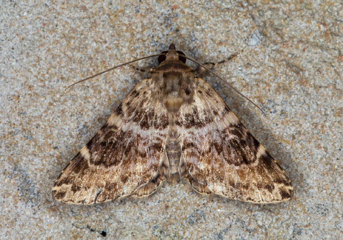 Coenipeta tanais Erebidae