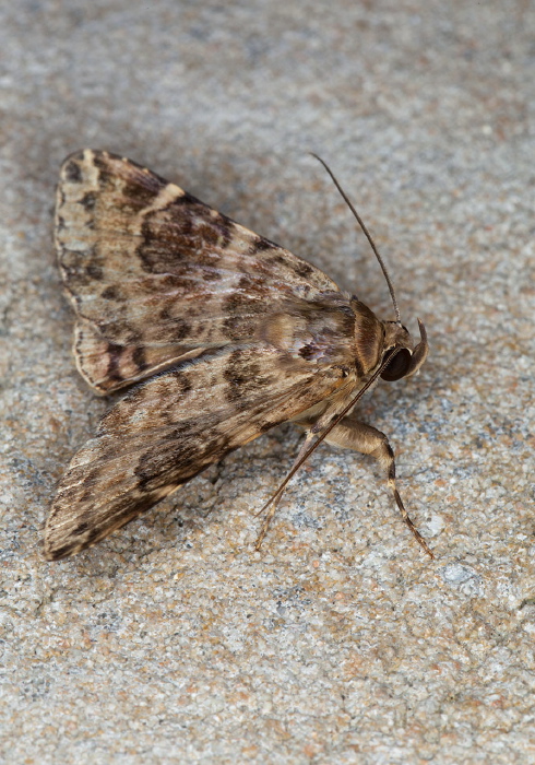 Coenipeta tanais Erebidae