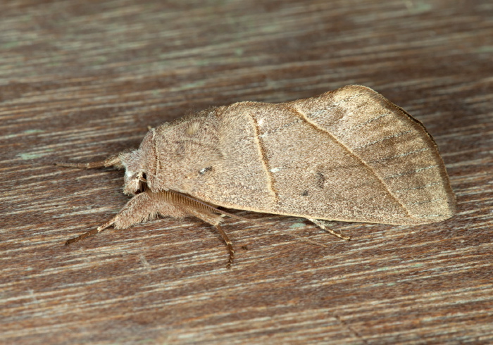 Hemiceras modesta Notodontidae