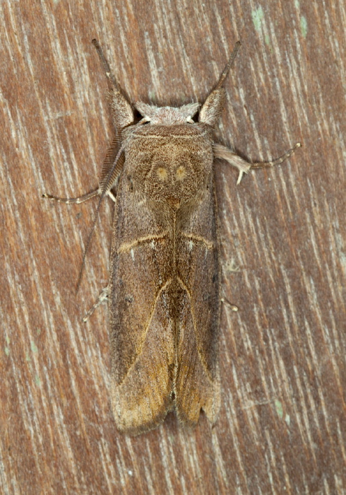 Hemiceras modesta Notodontidae