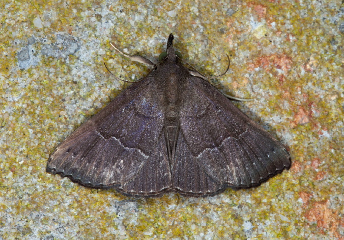 Ogoas broda Erebidae