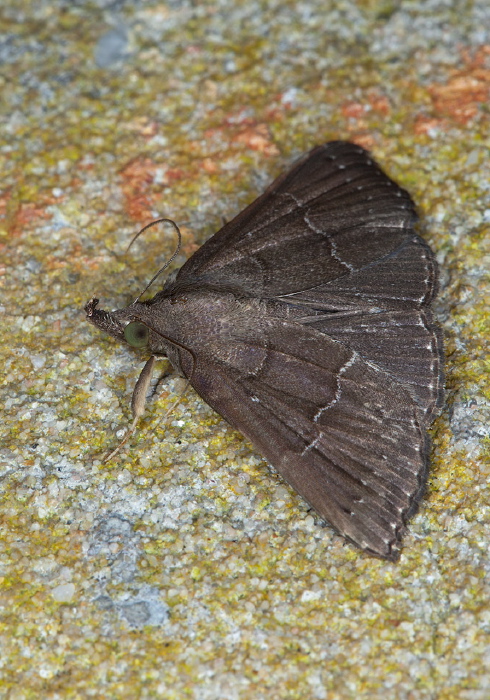 Ogoas broda Erebidae