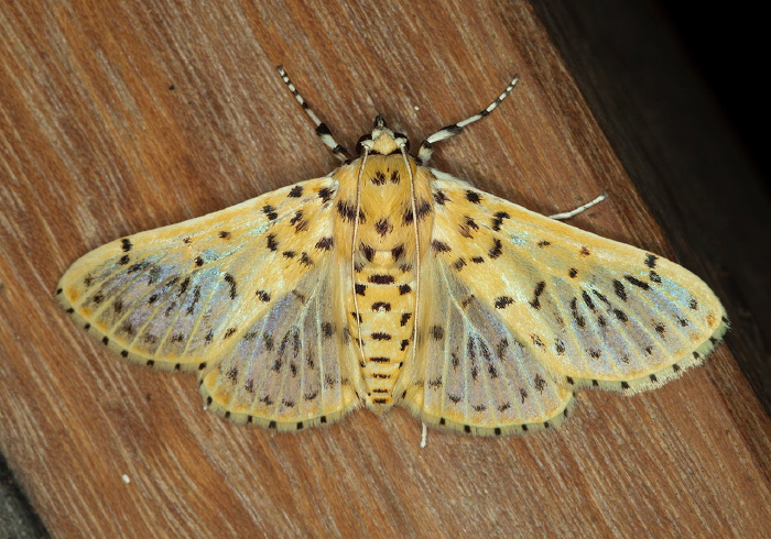 Thanks to Matthew Cock for identification Crambidae