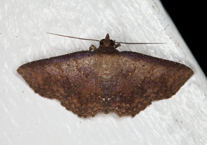 Antiblemma glaucosia Erebidae