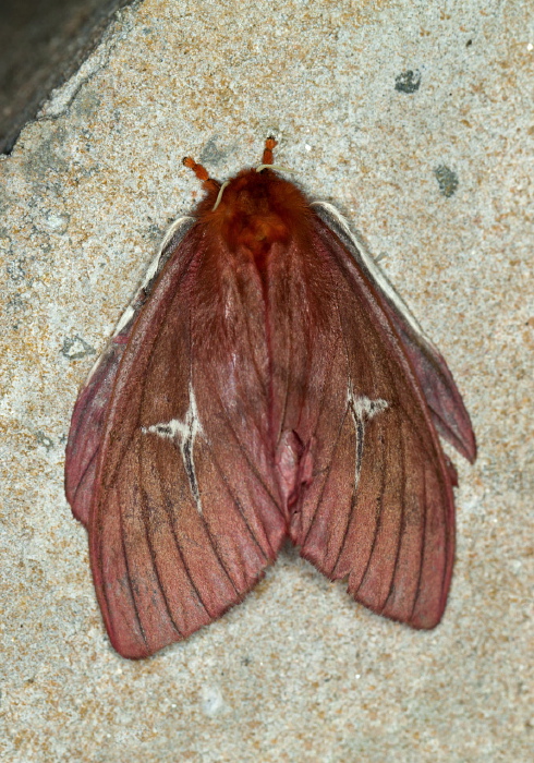 Cerodirphia speciosa Saturniidae